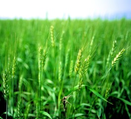 Obraz premium 초록 보리이삭