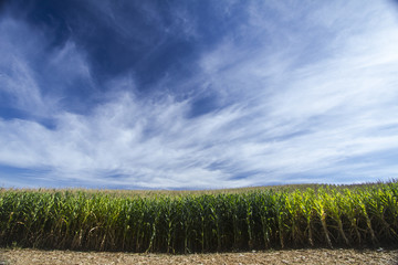Milho cornfield lavoura 8830