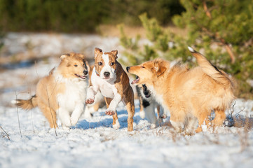 Naklejka premium American staffordshire terrier puppy playing with rough collies