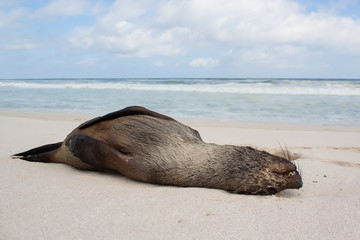Naklejka premium A dead seal lay washed up on sand of beach