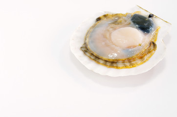 貝殻付きのホタテ貝