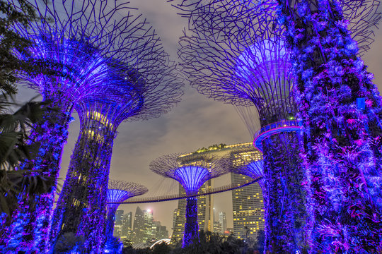 Supertree Grove at dawn in Singapore