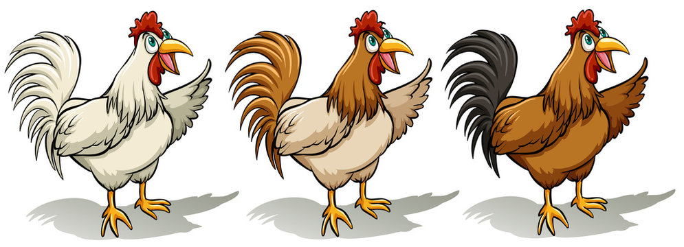 Group of roosters