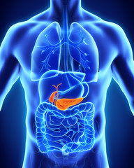 Human Gallbladder and Pancreas Anatomy - obrazy, fototapety, plakaty