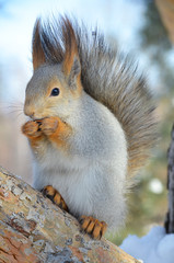 Белка на дереве.