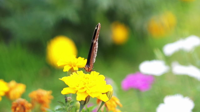Closeup view of butterfly perched on yellow flower in garden