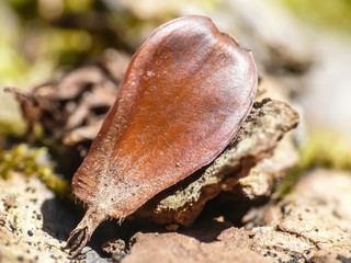 Buchecker (Fagus sylvatica)