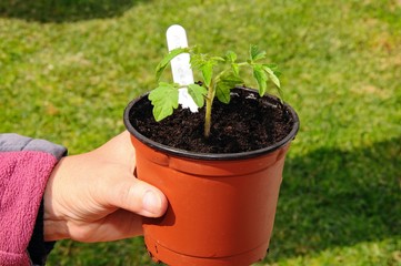Holding a small tomato plant in pot © Arena Photo UK