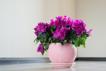 Pink azalea and rose stand on the floor in room