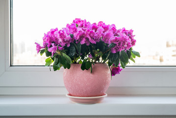 Pink azalea and rose stand on the floor in room