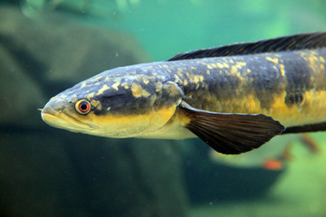 Snakehead fish in the water