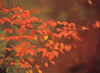 붉은 단풍잎
