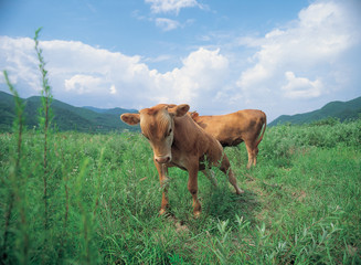 소와 풀밭