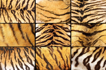 collection of tiger fur closeups