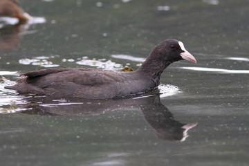 common coot on lake surface