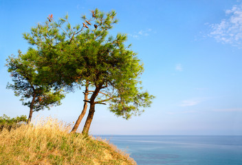 Three pine trees on a hill on background of blue sky and sea