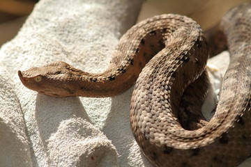european sand viper on leather glove