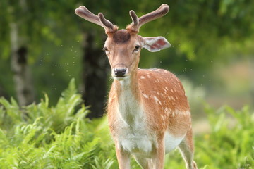 Naklejka na ściany i meble fallow deer buck in the forest