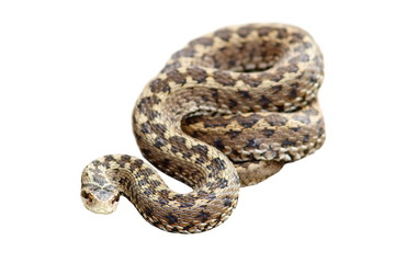 Obraz premium meadow viper isolated over white