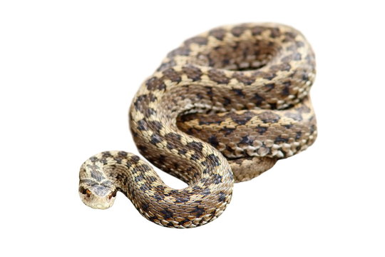 meadow viper isolated over white