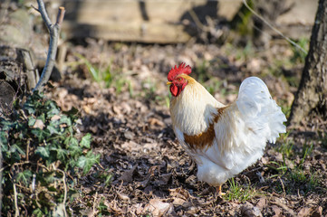 White rooster