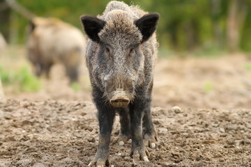 wild boar looking to the camera