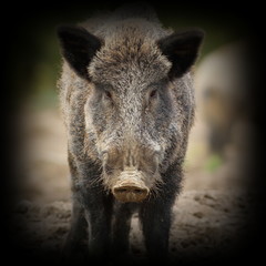 Fototapeta na wymiar wild boar portrait with vignette
