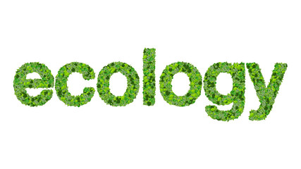 Word ecology made from green leaves on gradient background.