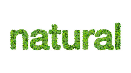Fototapeta premium Word natural made from green leaves on gradient background.