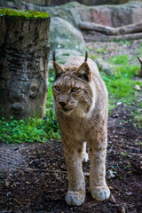 Iberian lynx.