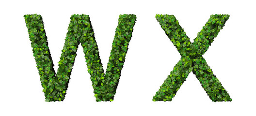 W X alphabet letters made from green leaves isolated on white.