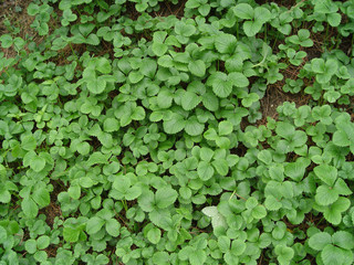 풀잎 배경이미지