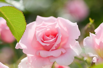 バラ　サマーモルゲン