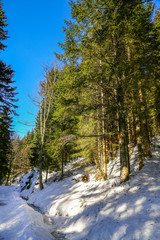 Landscape of Forest in Vosges mountain, France