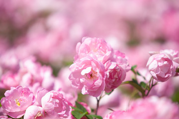 バラ　ローブリッター