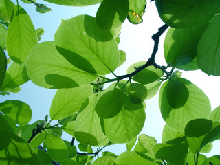 초록 나뭇잎