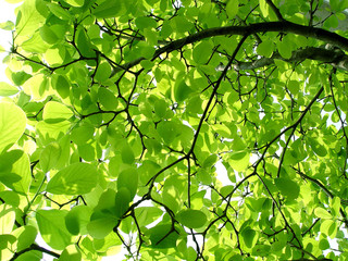 Fototapeta na wymiar 초록 나뭇잎