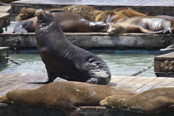 Sea Lions on Pier 39 in San Francisco, Usa