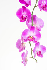 Fototapeta na wymiar Purple Moth orchids close up