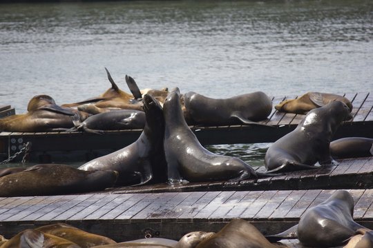 Two Sea Lions embracing