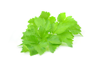 Coriander sprig isolated on white