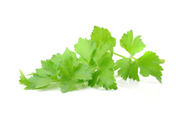 Coriander sprig isolated on white