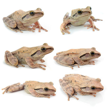 collection frog   on white background