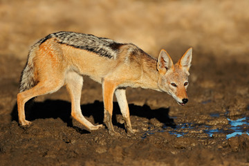 Naklejka na ściany i meble Black-backed jackal, Kalahari desert