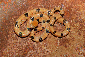 Eastern tiger snake (Telescopus semiannulatus)