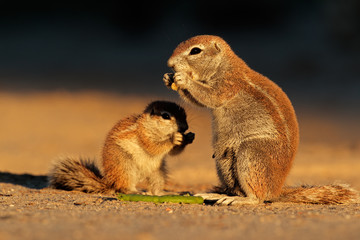 Feeding ground squirrels, Kalahari desert