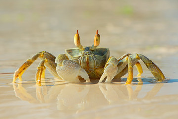 Ghost crab on beach