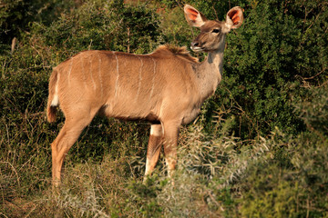 Kudu antelope in natural habitat