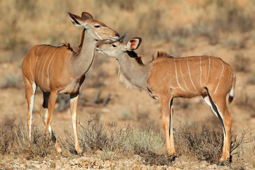 Naklejka na ściany i meble Kudu antelopes, Kalahari desert