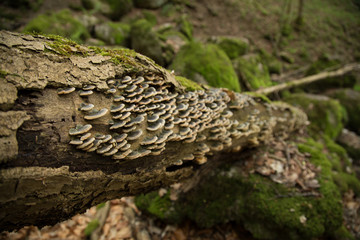 Pilze am Baum